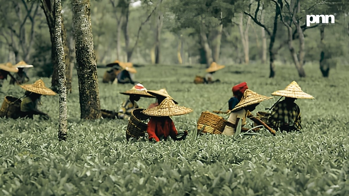 Assam Budget Announces ₹3/kg Subsidy for Tea Producers